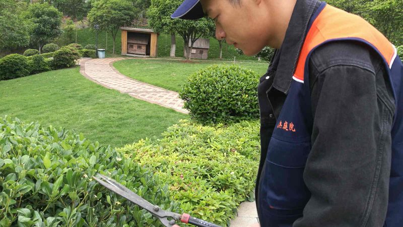 立体绿化植物墙：打造城市绿色空间的秘密武器**