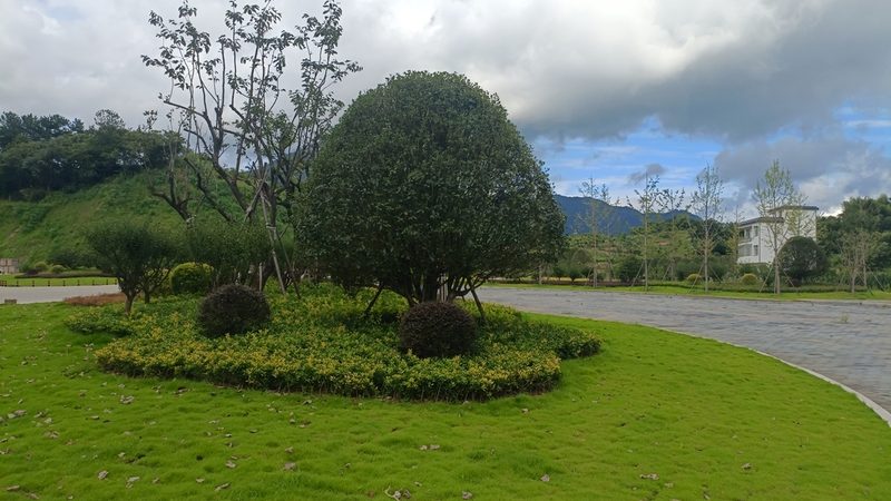 垂直绿化植物墙：打造城市绿色新景观**