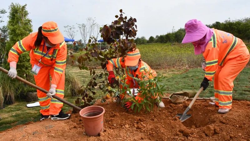 私家花园草坪复壮，从了解流程开始**