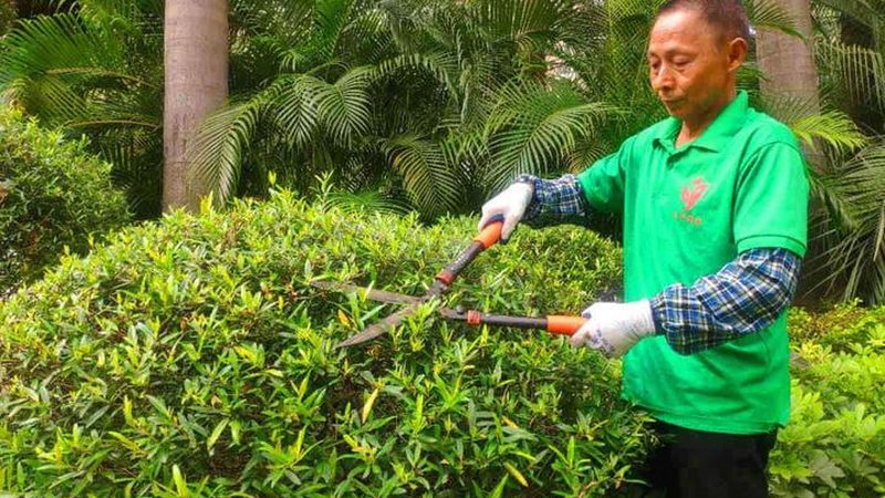 绿化资质甲级与乙级：揭秘资质背后的差异与选择