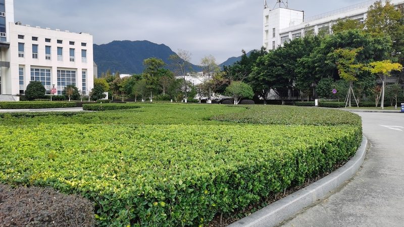 上海园林草坪养护，如何选择专业公司？**