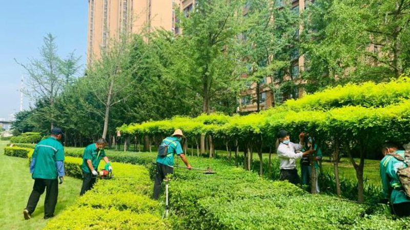 别墅草坪铺设：自己动手的实用步骤解析**